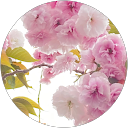 月野さらさ profile picture